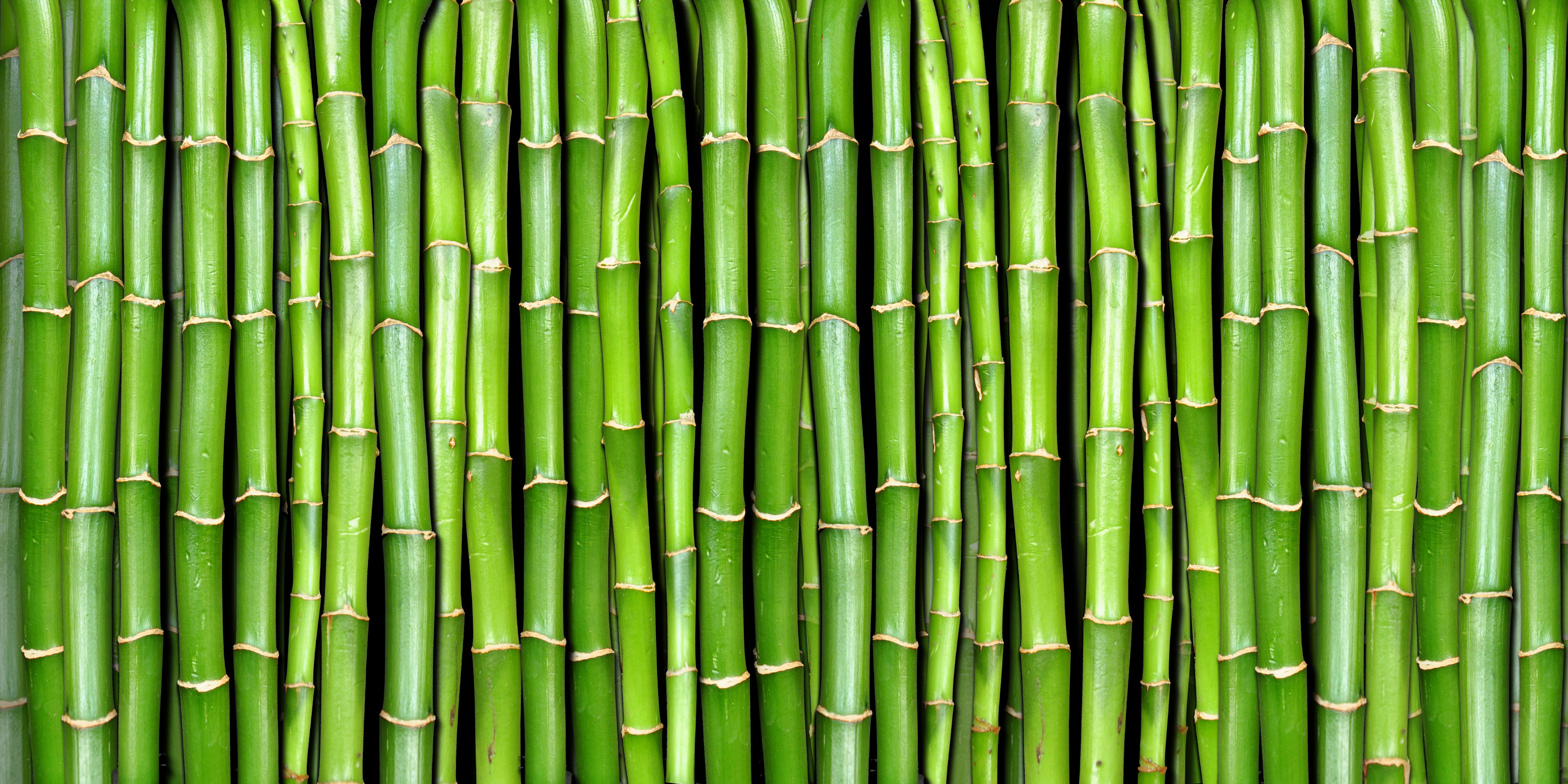 Why bamboo could be the material of the future
